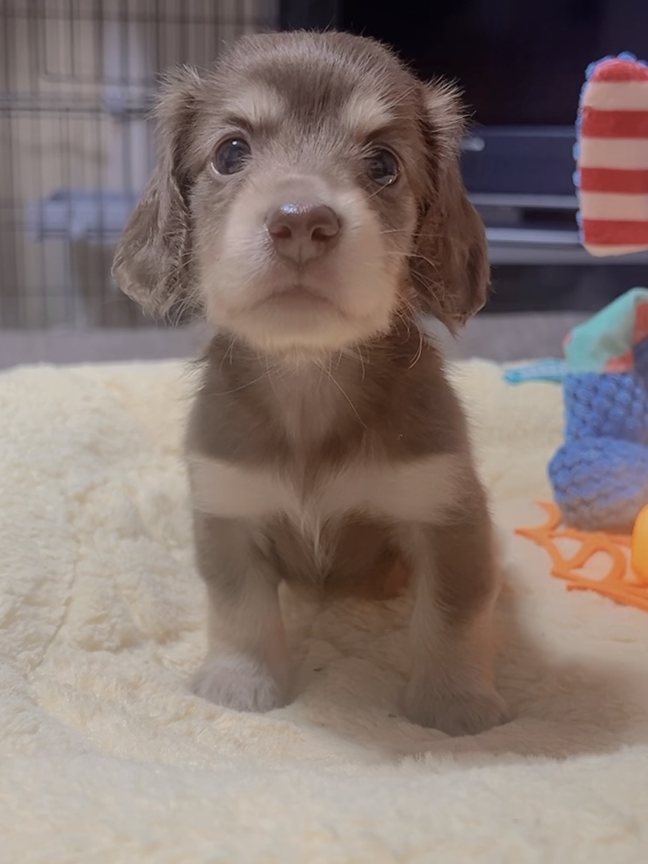 ミニチュアダックスーー(女の子)商談中 - 画像 (3)