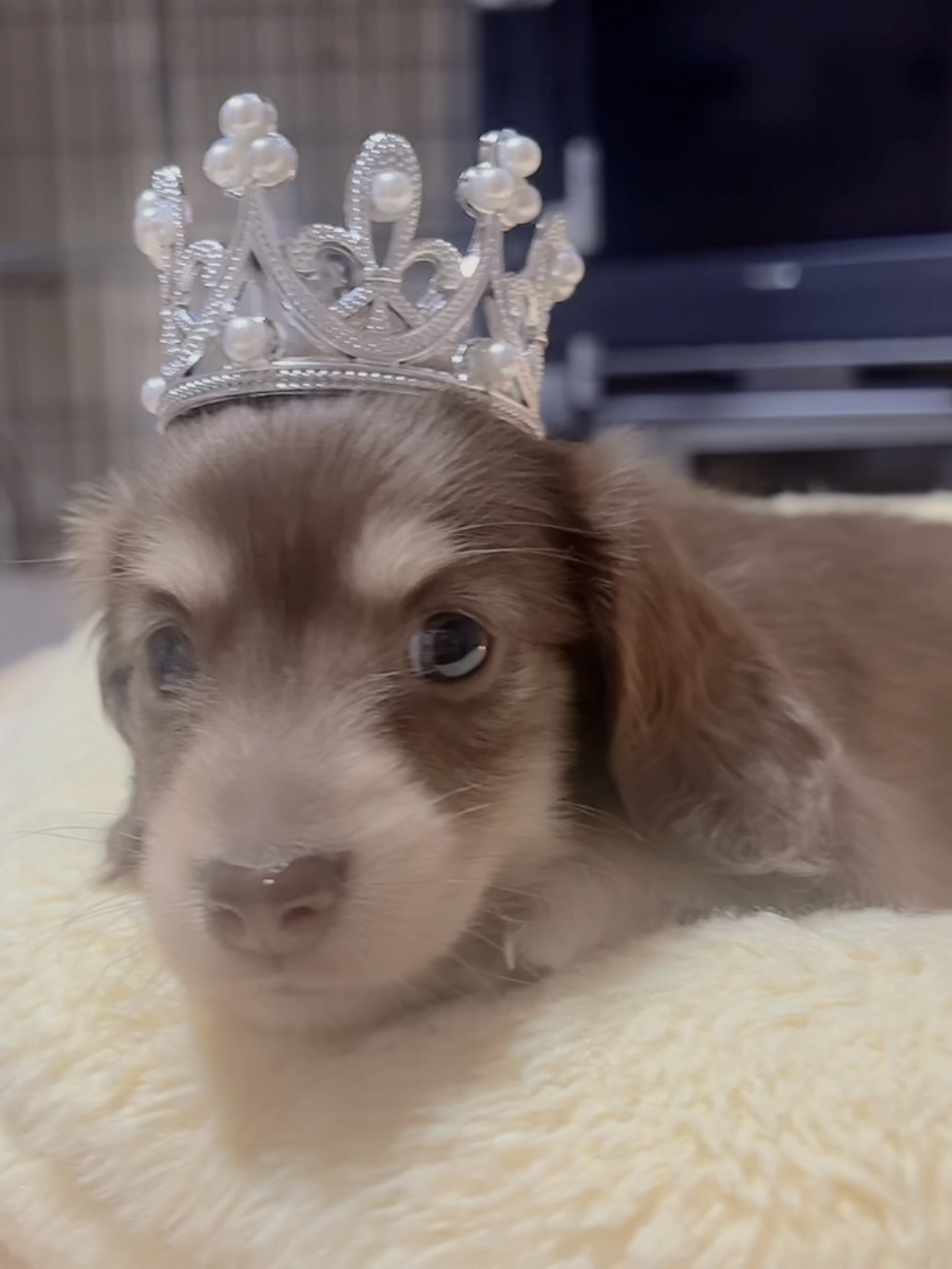 ミニチュアダックスーー(女の子)商談中 - 画像 (4)