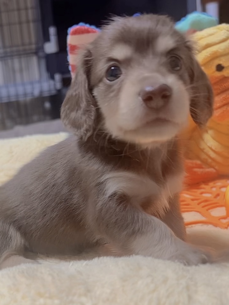 ミニチュアダックスーー(女の子)商談中 - 画像 (5)