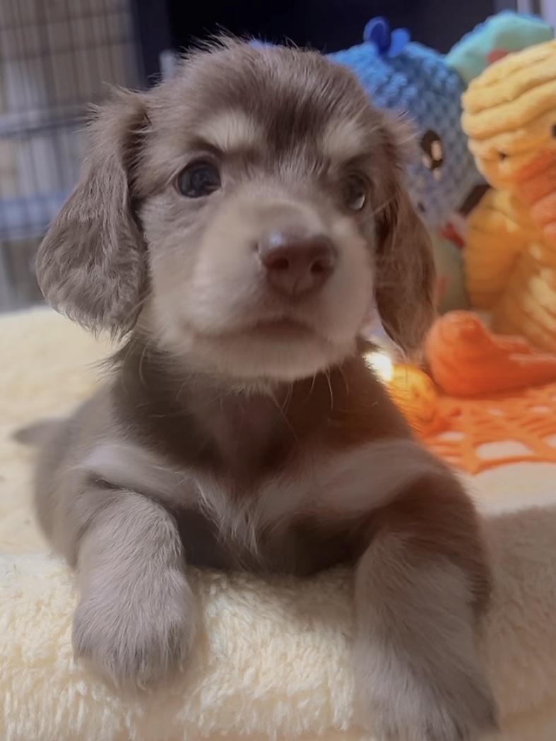 ミニチュアダックスーー(女の子)商談中 - 画像 (6)