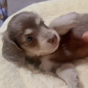 ミニチュアダックスーー(女の子)商談中