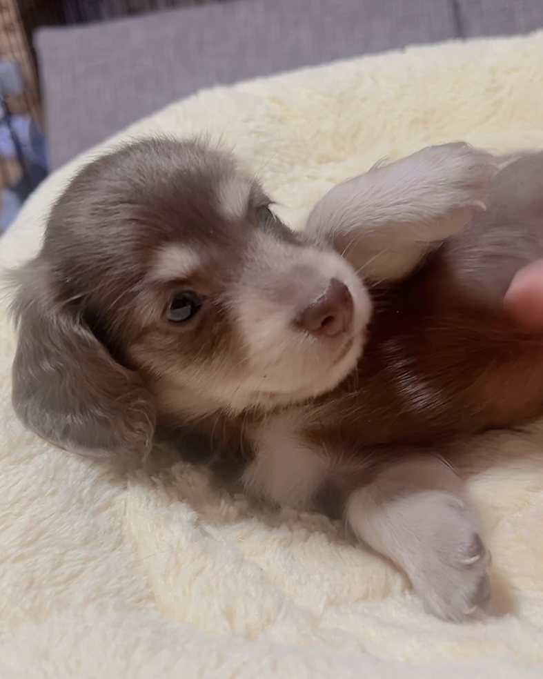 ミニチュアダックスーー(女の子)商談中