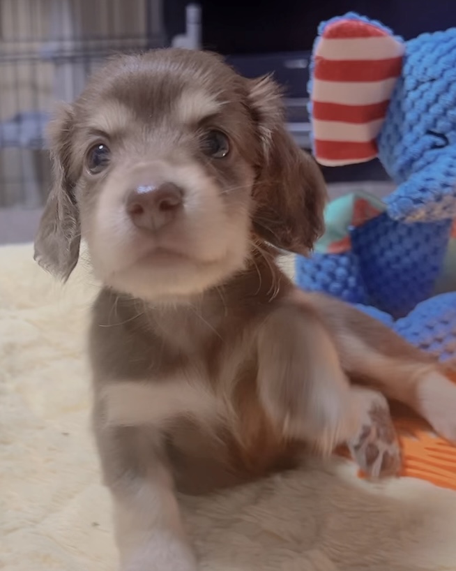 ミニチュアダックスーー(女の子)商談中 - 画像 (8)