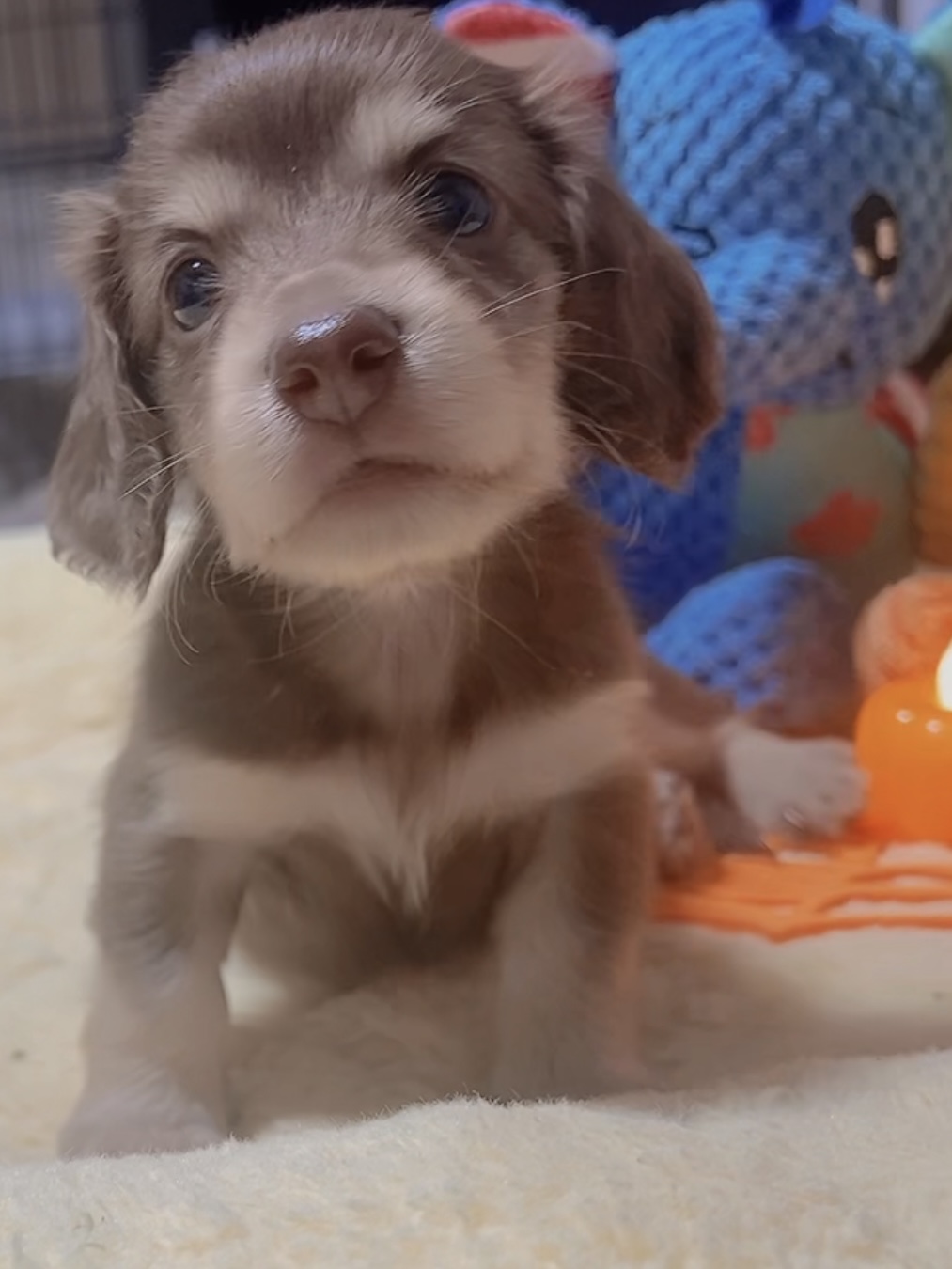 ミニチュアダックスーー(女の子)商談中 - 画像 (9)