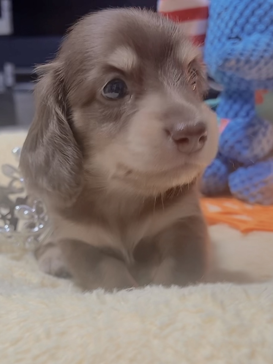 ミニチュアダックスーー(女の子)商談中 - 画像 (3)