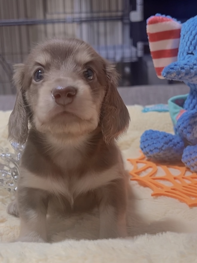 ミニチュアダックスーー(女の子)商談中 - 画像 (4)