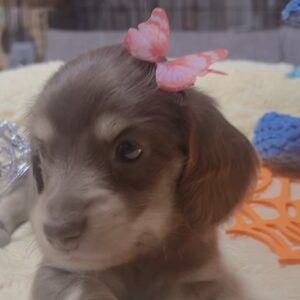 ミニチュアダックスーー(女の子)商談中