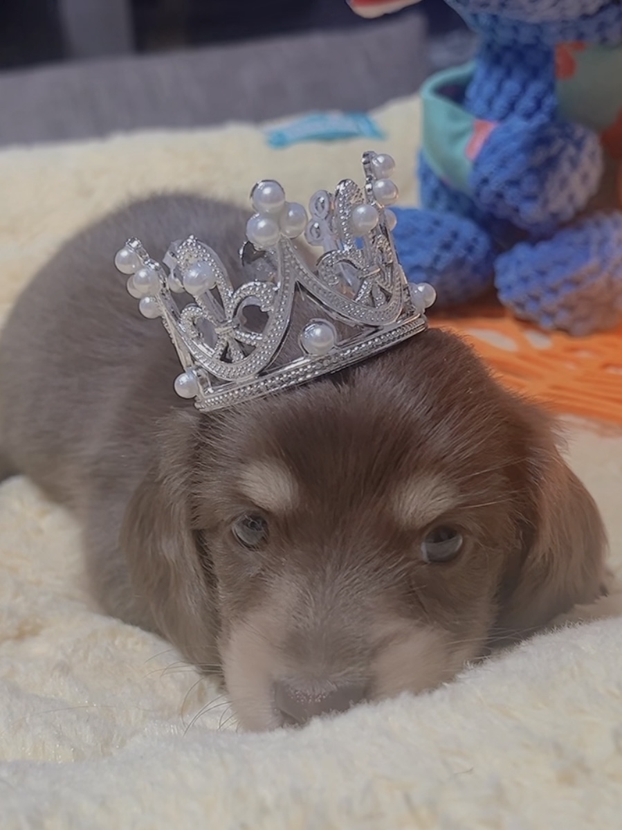 ミニチュアダックスーー(女の子)商談中 - 画像 (6)