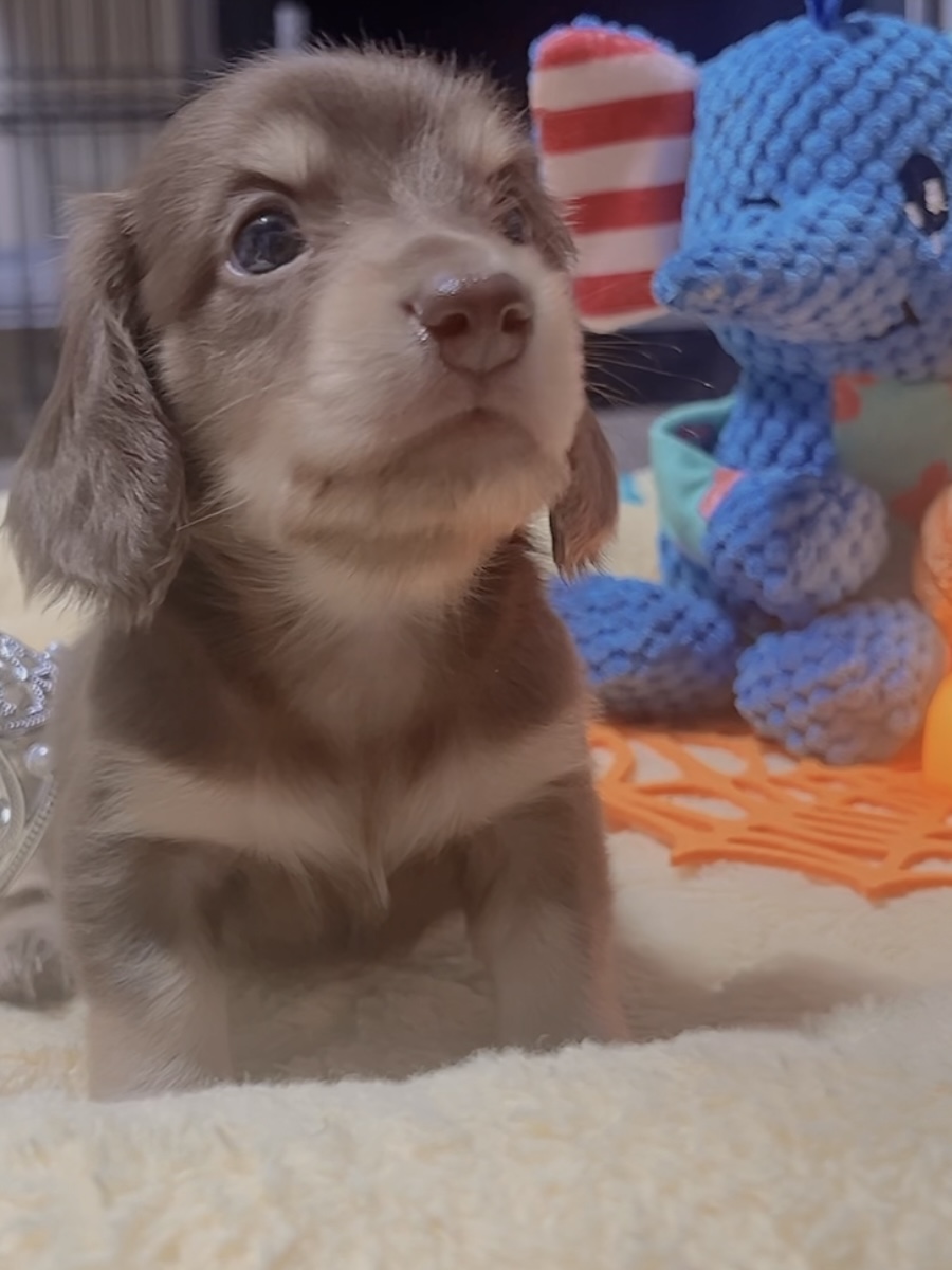 ミニチュアダックスーー(女の子)商談中 - 画像 (7)