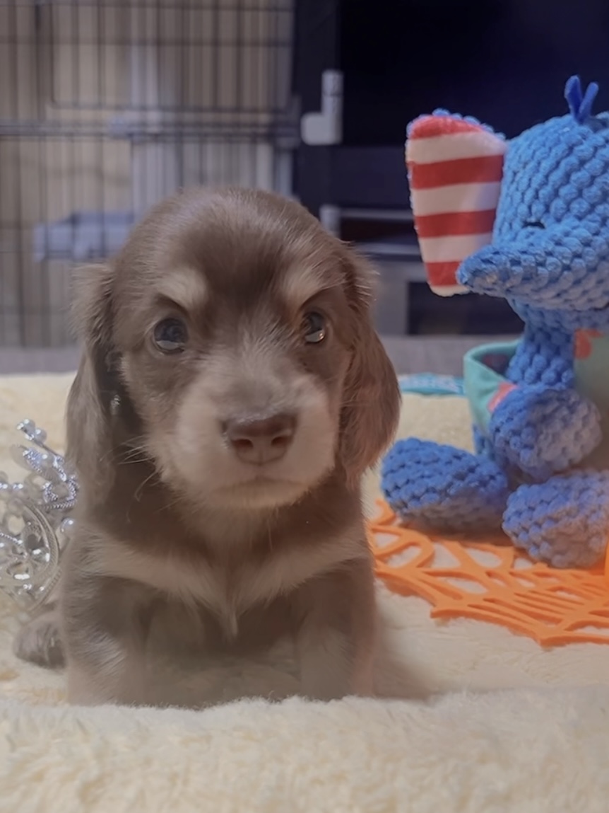 ミニチュアダックスーー(女の子)商談中 - 画像 (8)