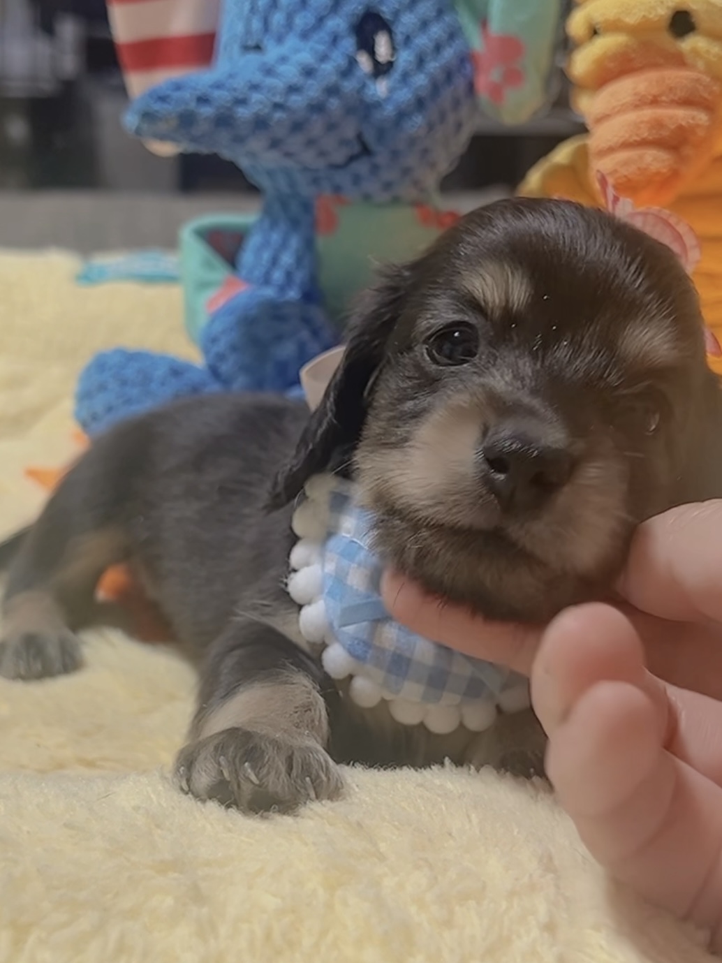 ミニチュアダックスーー(女の子)販売中 - 画像 (2)