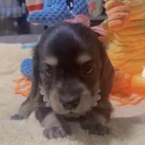 ミニチュアダックスーー(女の子)販売中