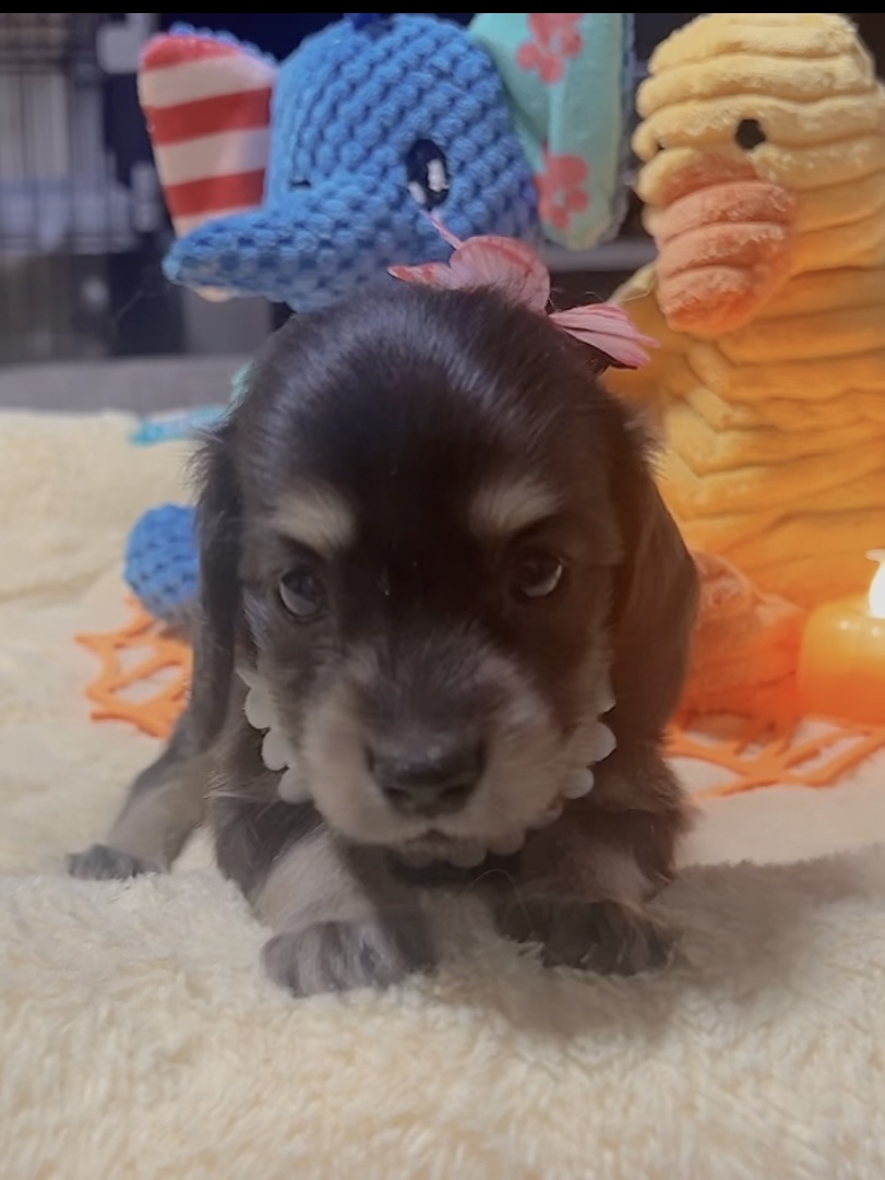 ミニチュアダックスーー(女の子)販売中