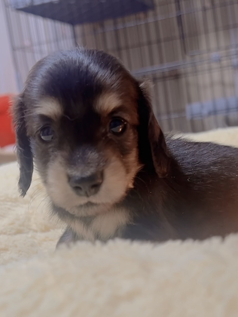 ミニチュアダックスーー(女の子)販売中 - 画像 (5)