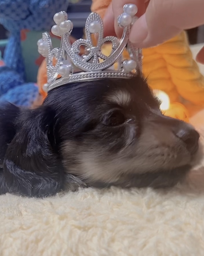 ミニチュアダックスーー(女の子)販売中 - 画像 (6)