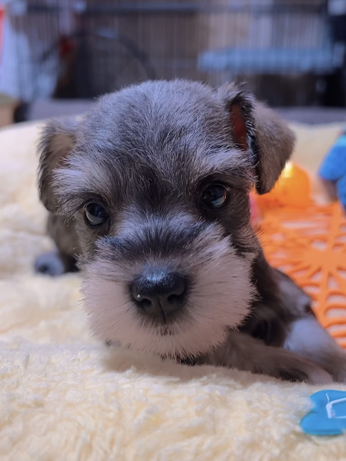 ミニチュアシュナウザー(女の子)商談中 - 画像 (3)