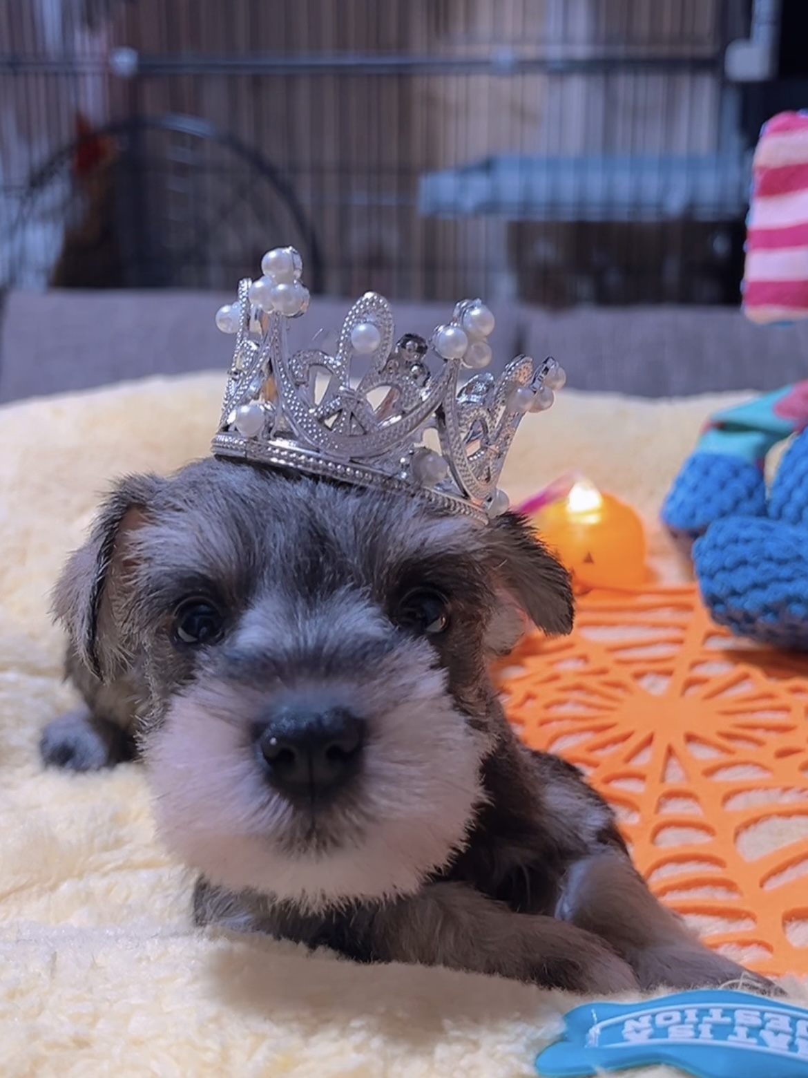 ミニチュアシュナウザー(女の子)商談中 - 画像 (4)