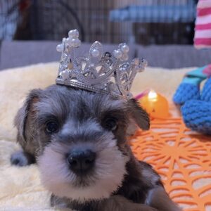 ミニチュアシュナウザー(女の子)商談中