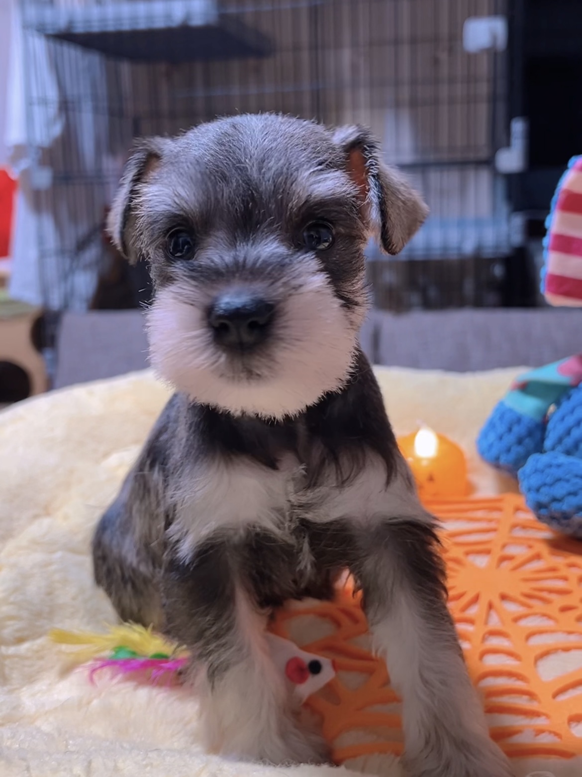 ミニチュアシュナウザー(女の子)商談中 - 画像 (6)