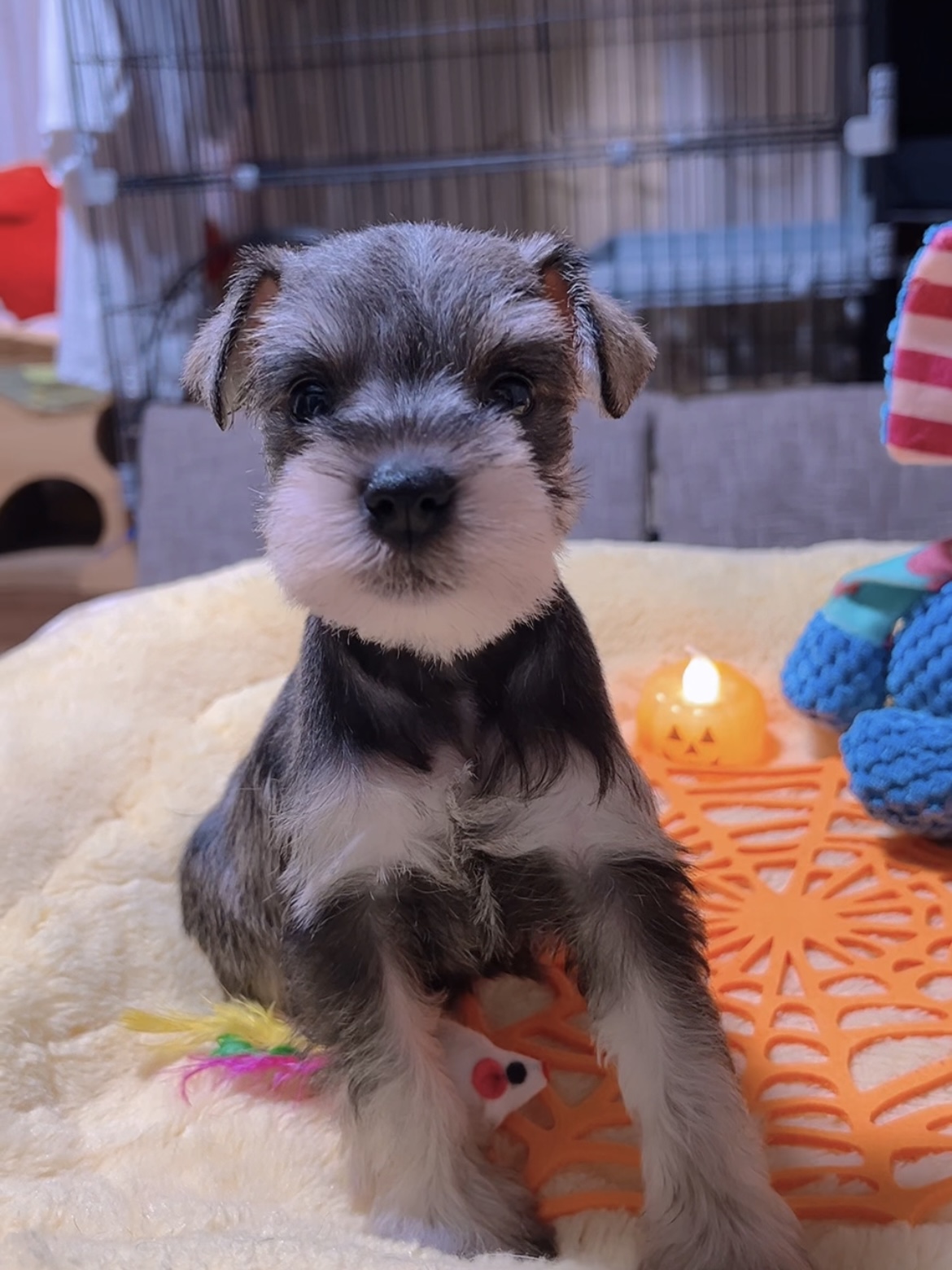 ミニチュアシュナウザー(女の子)商談中 - 画像 (7)