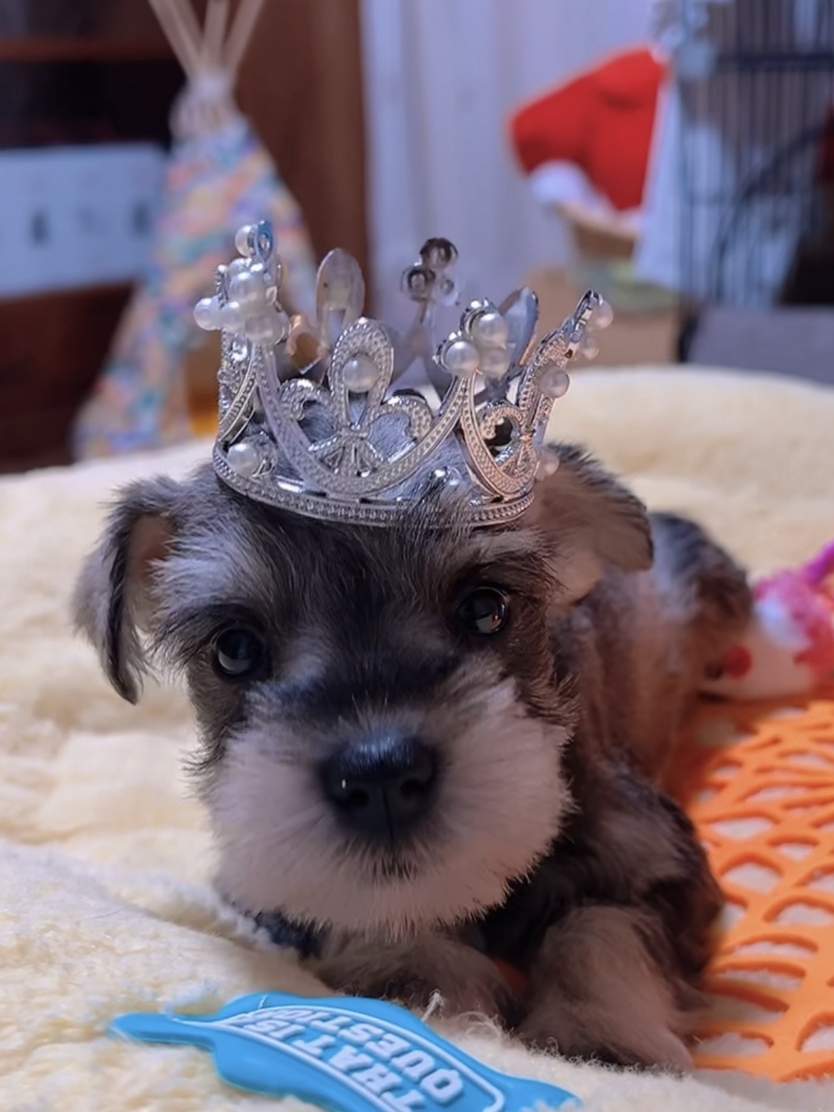 ミニチュアシュナウザー(女の子)商談中 - 画像 (8)