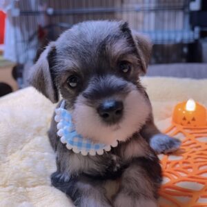 ミニチュアシュナウザー(男の子)商談中