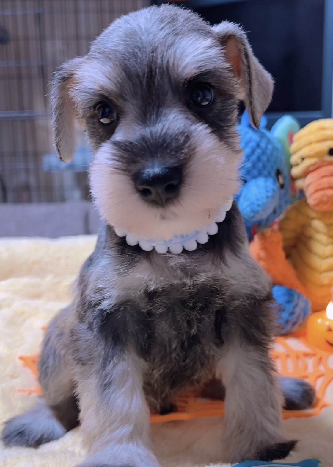 ミニチュアシュナウザー(男の子)商談中 - 画像 (2)