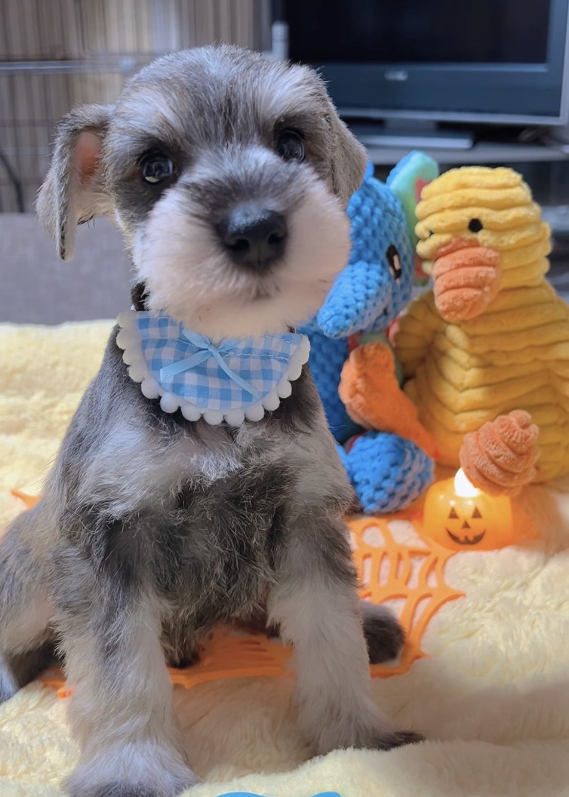 ミニチュアシュナウザー(男の子)商談中 - 画像 (3)