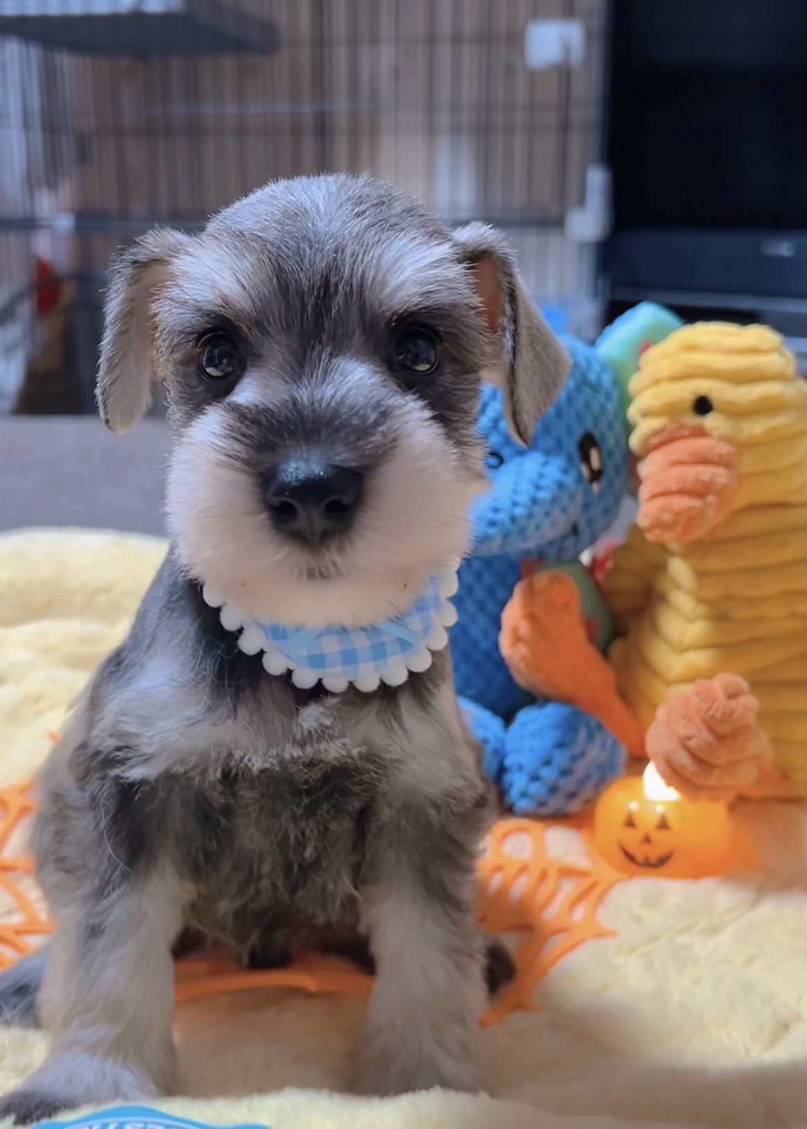 ミニチュアシュナウザー(男の子)商談中 - 画像 (4)