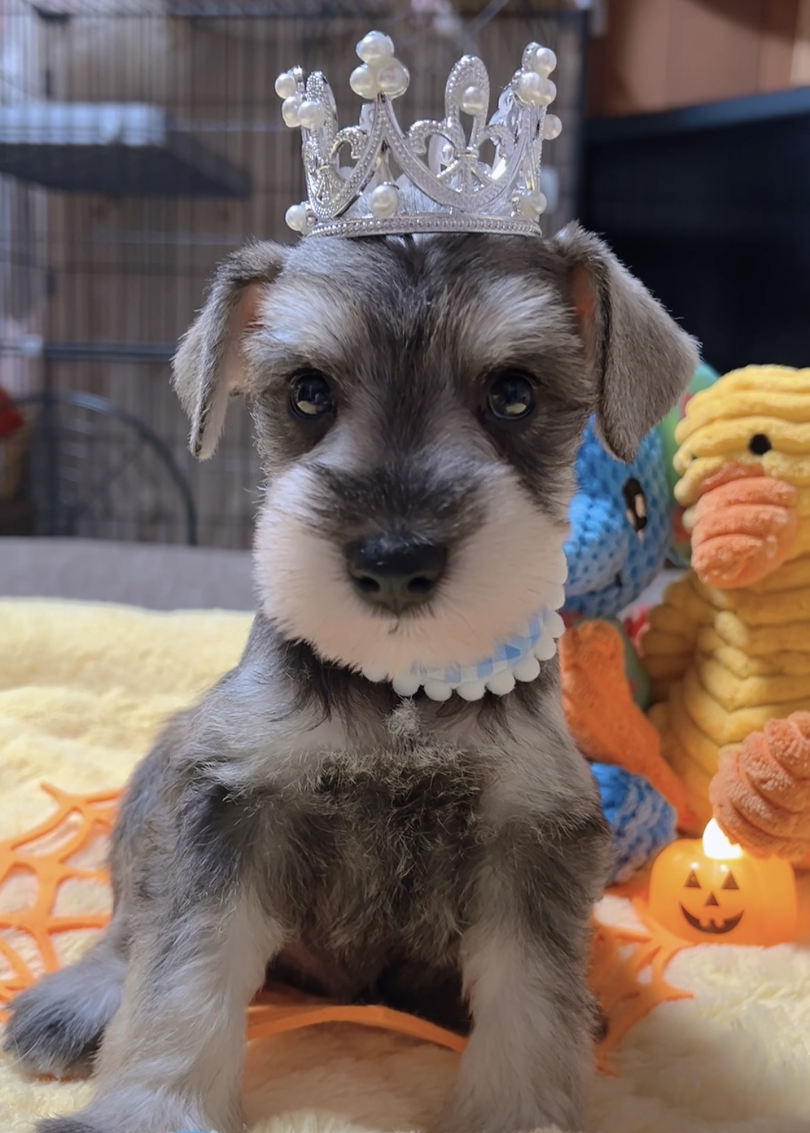 ミニチュアシュナウザー(男の子)商談中 - 画像 (5)