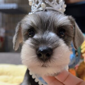 ミニチュアシュナウザー(男の子)商談中