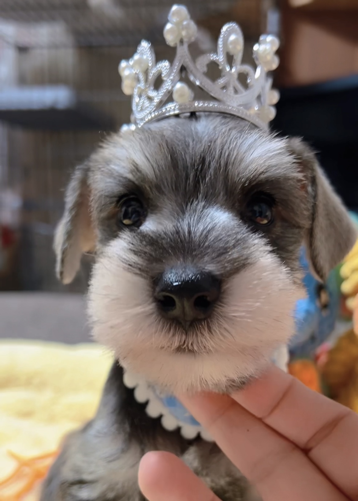 ミニチュアシュナウザー(男の子)商談中