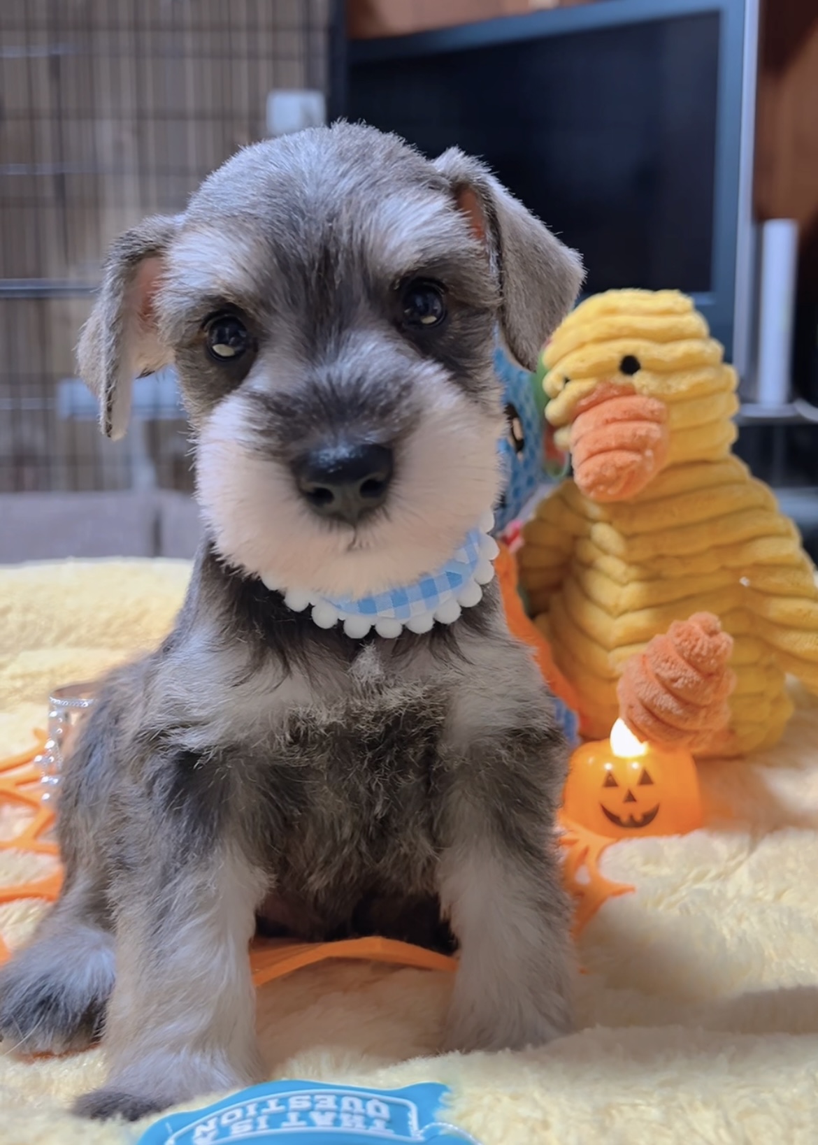 ミニチュアシュナウザー(男の子)商談中 - 画像 (6)