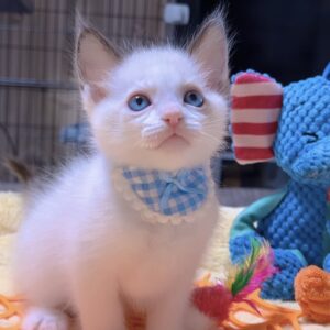 ラグドールの子猫 (男の子) 販売中