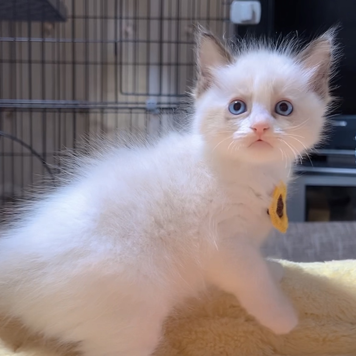 ラグドールの子猫 (男の子) 販売中 - 画像 (2)