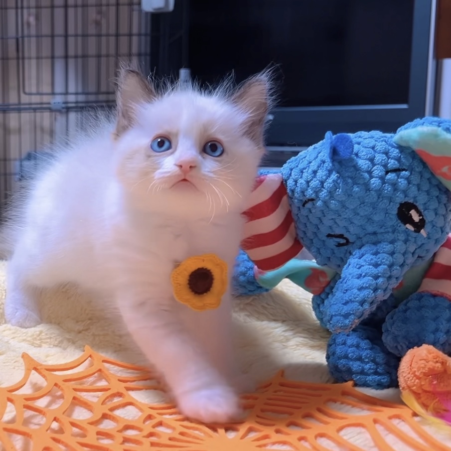 ラグドールの子猫 (男の子) 販売中 - 画像 (3)