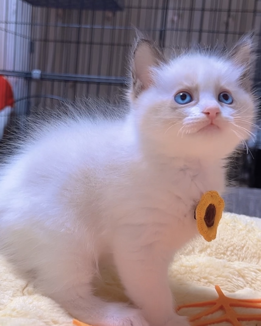 ラグドールの子猫 (男の子) 販売中 - 画像 (4)