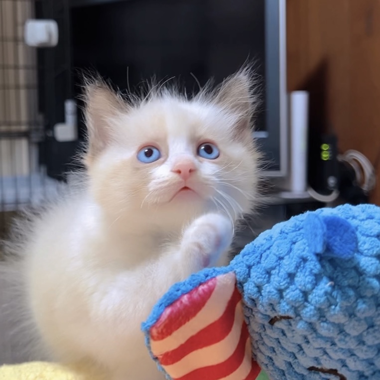 ラグドールの子猫 (男の子) 販売中 - 画像 (5)