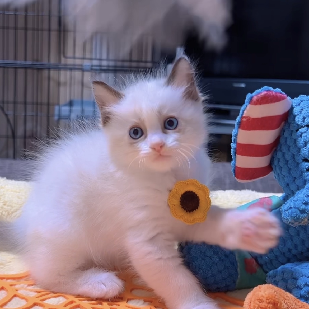 ラグドールの子猫 (男の子) 販売中 - 画像 (6)