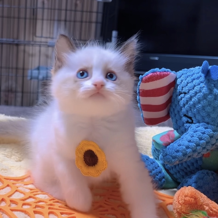 ラグドールの子猫 (男の子) 販売中 - 画像 (7)