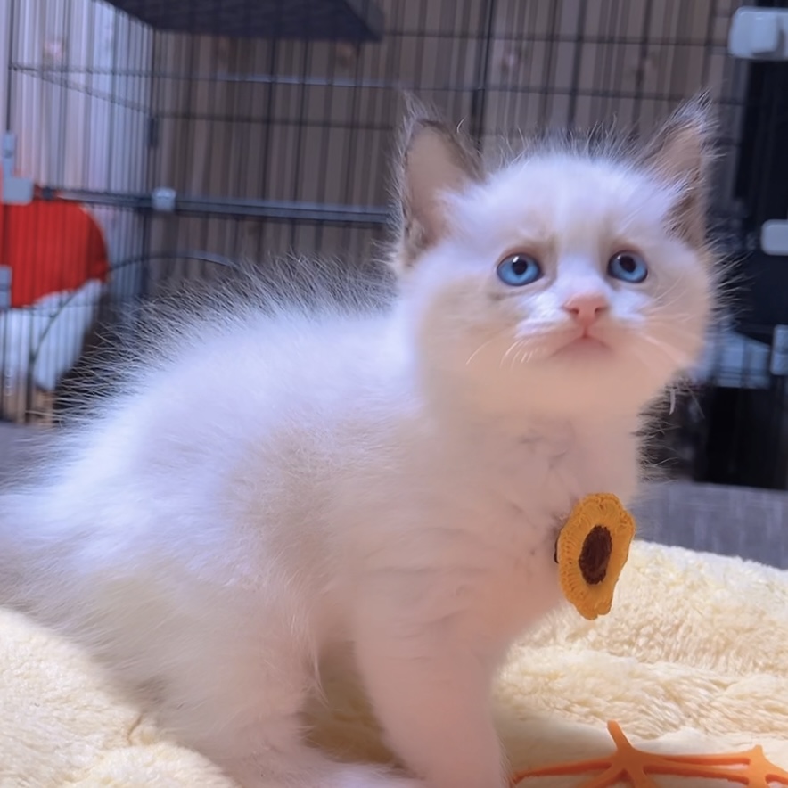 ラグドールの子猫 (男の子) 販売中 - 画像 (8)