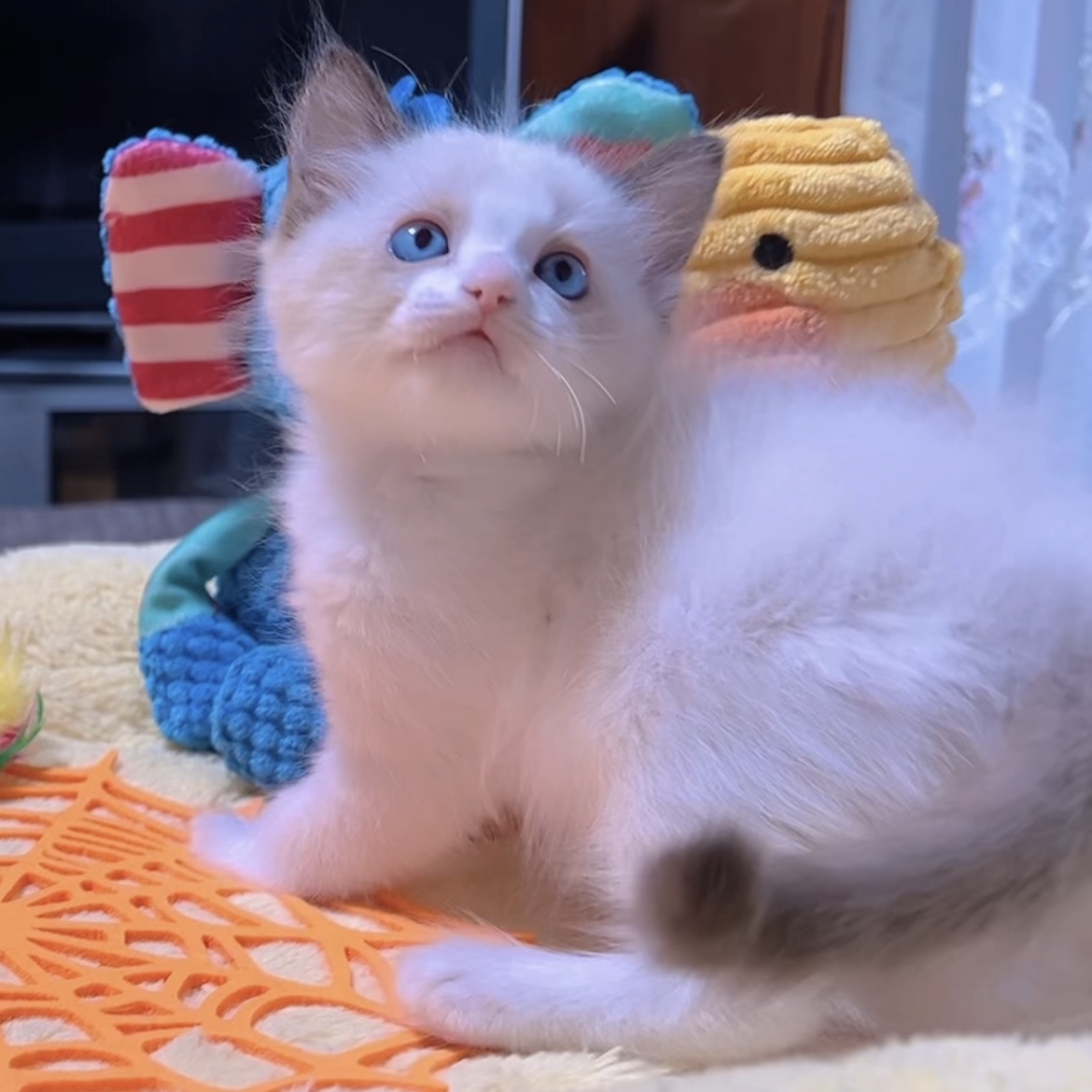 ラグドールの子猫 (男の子) 販売中 - 画像 (2)