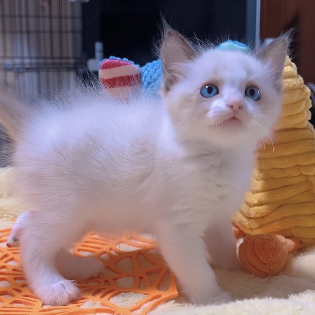 ラグドールの子猫 (男の子) 販売中 - 画像 (3)