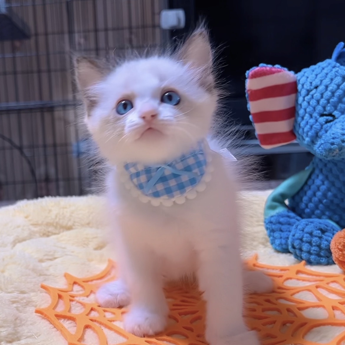 ラグドールの子猫 (男の子) 販売中 - 画像 (4)