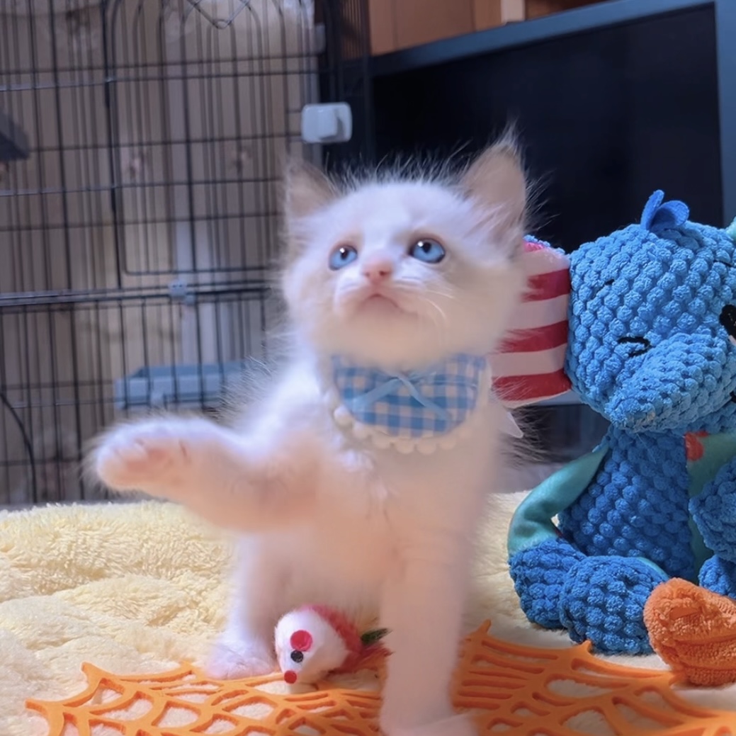 ラグドールの子猫 (男の子) 販売中 - 画像 (5)