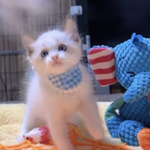 ラグドールの子猫 (男の子) 販売中