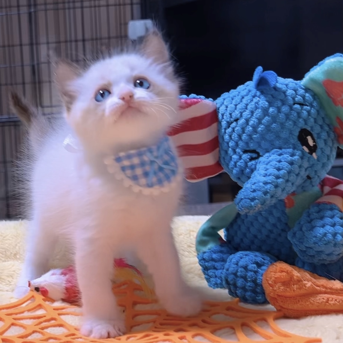 ラグドールの子猫 (男の子) 販売中 - 画像 (7)