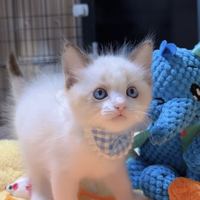 ラグドールの子猫 (男の子) 販売中 - 画像 (8)