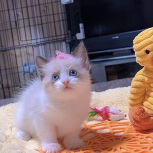 ラグドールの子猫 (女の子) 販売中
