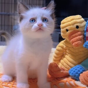 ラグドールの子猫 (女の子) 販売中